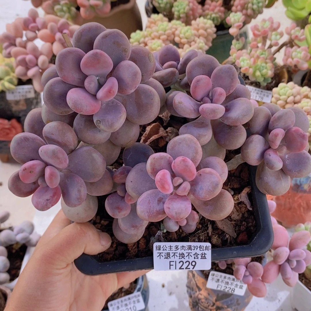 腰子桃蛋15cm229多肉植物