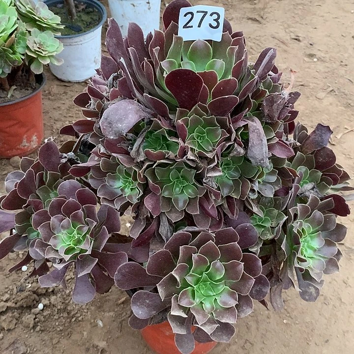 无花朵273欧子多肉