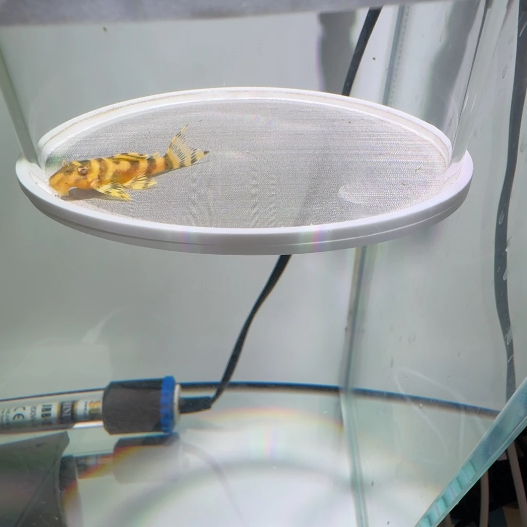 清道夫鱼42号皇室333