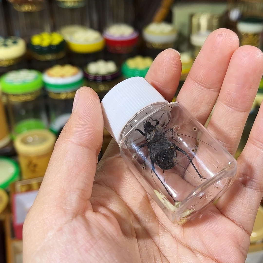 蟋蟀一只人工麒麟鸣虫