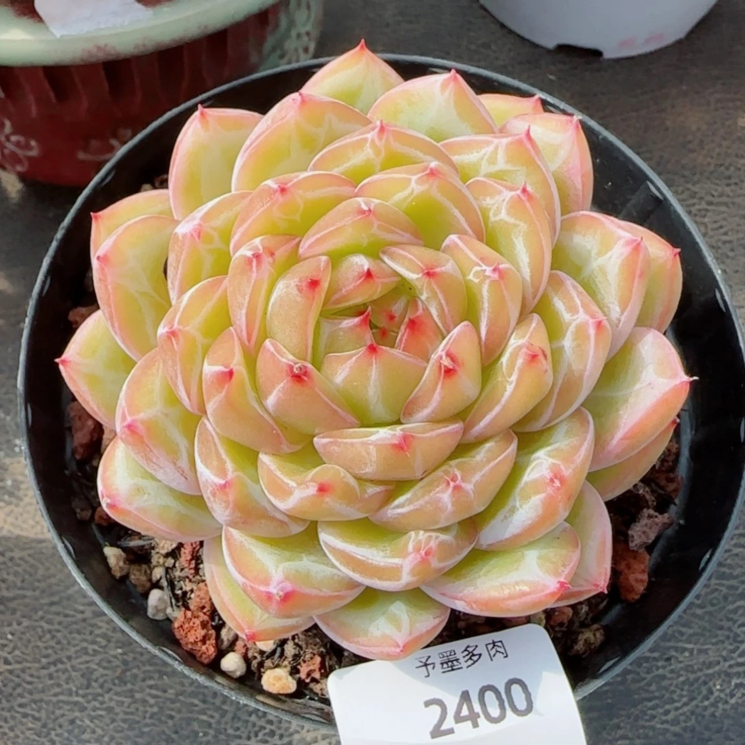 雪花珍妮，2400多肉植物