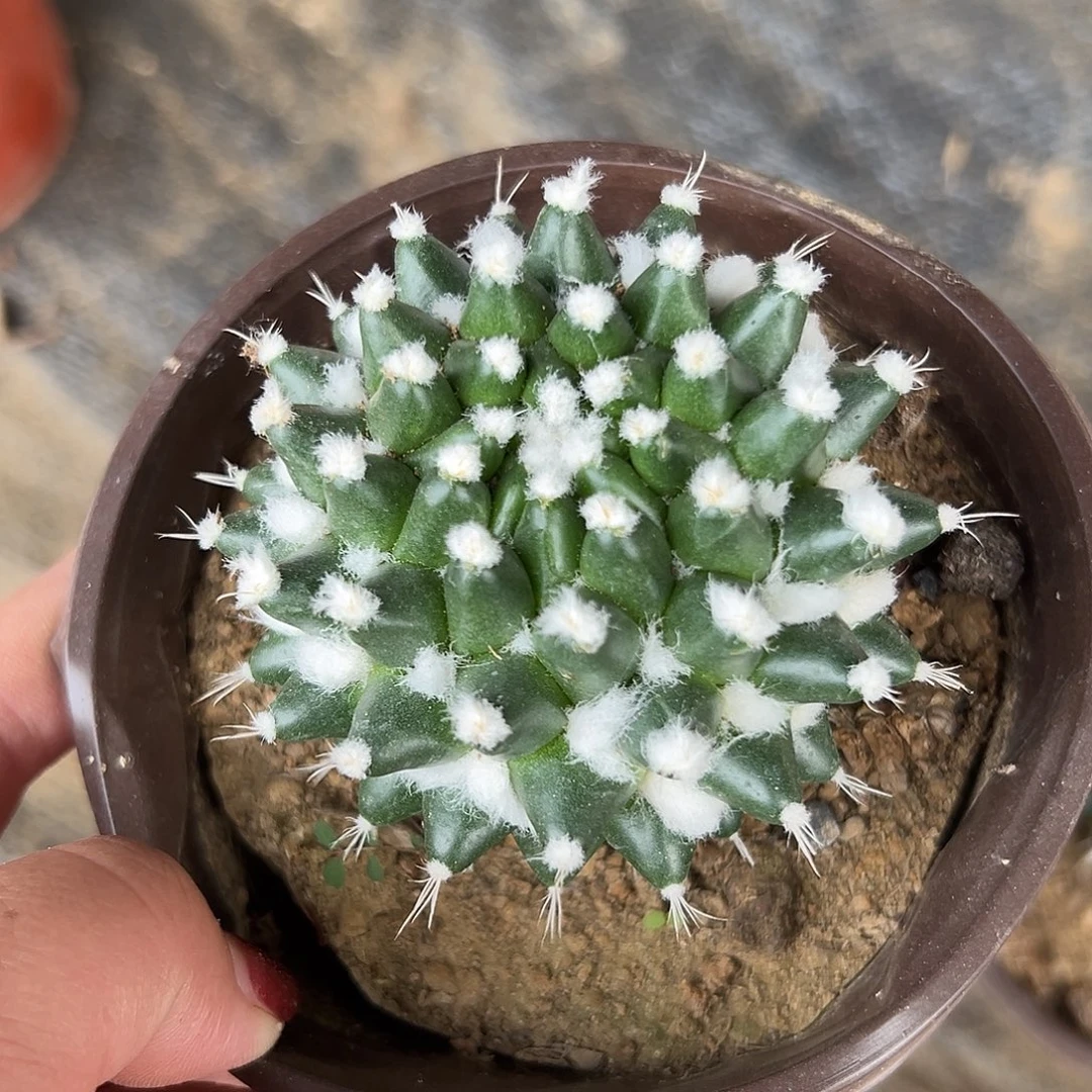 多肉植物多肉植物