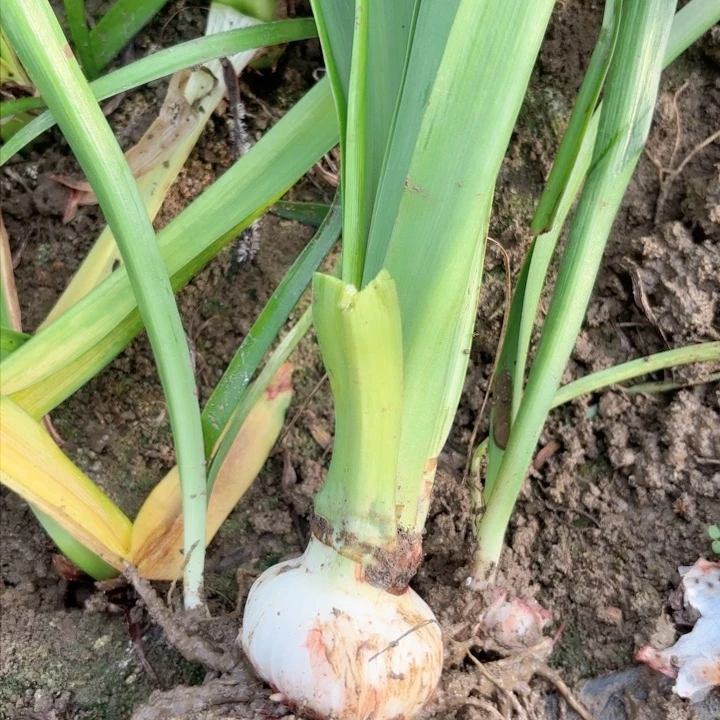 无花朵瑞秋包对版三号