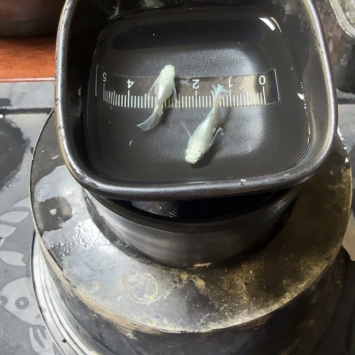 青鳉鱼36号拍品天使球球