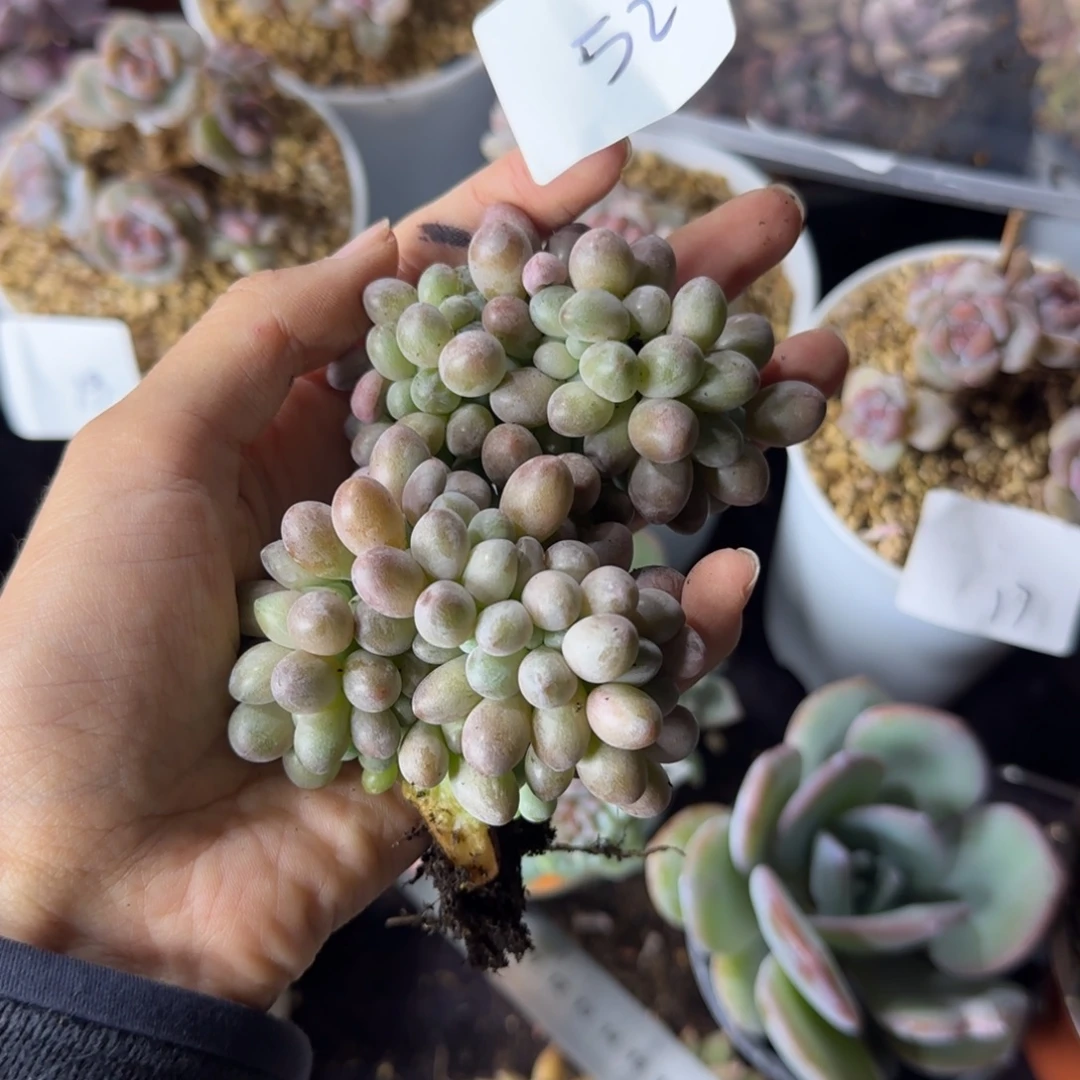 两颗汤圆缀化一物一拍52