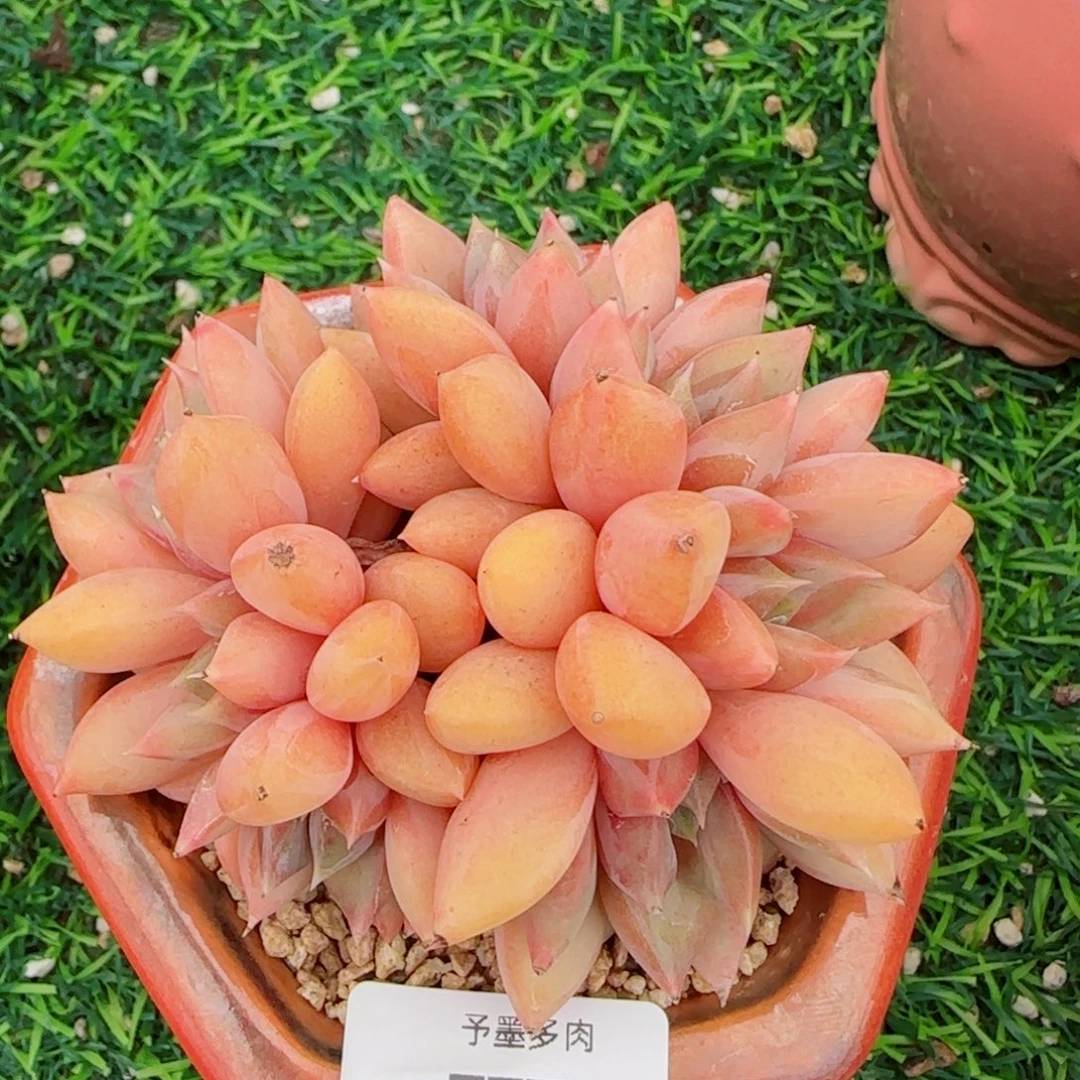 红象牙，77779多肉植物