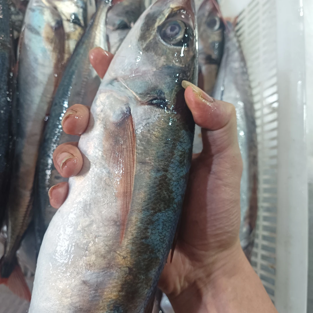 湛江本港红尾巴浪鱼 野生巴浪天花板 顺丰发货