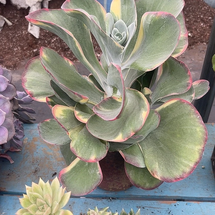 晨语多肉，一物一拍唐印锦