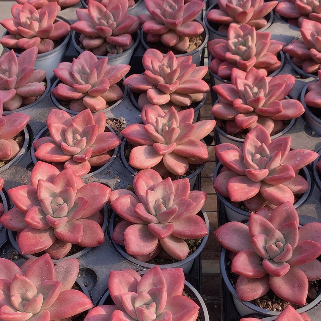 赫菲斯特单头456788999000