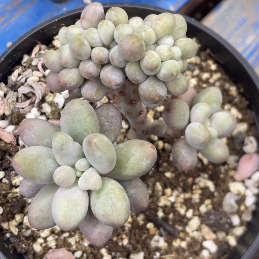 桃花奶酪缀化棒棒糖