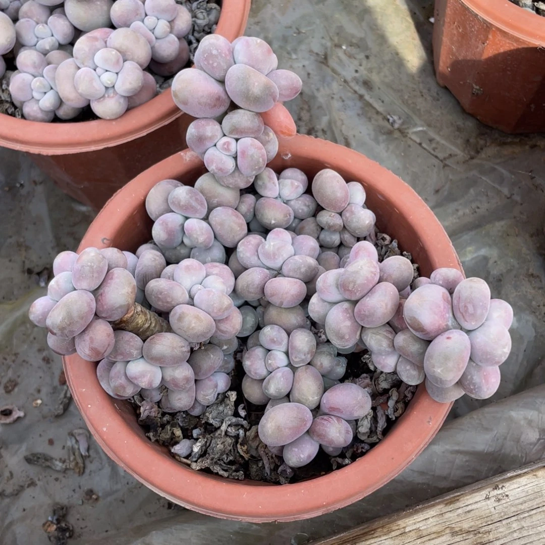 腰子桃蛋多肉植物