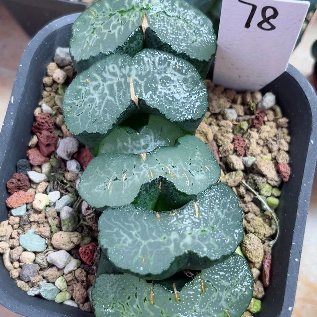 78海州玉扇哈哈哈哈哈