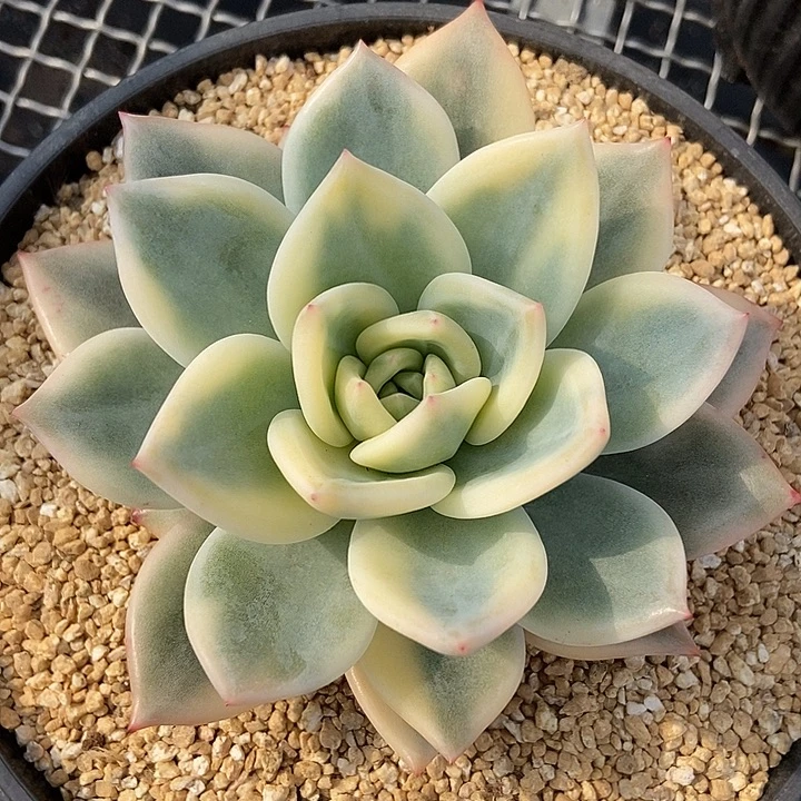 伊丽莎白锦多肉植物