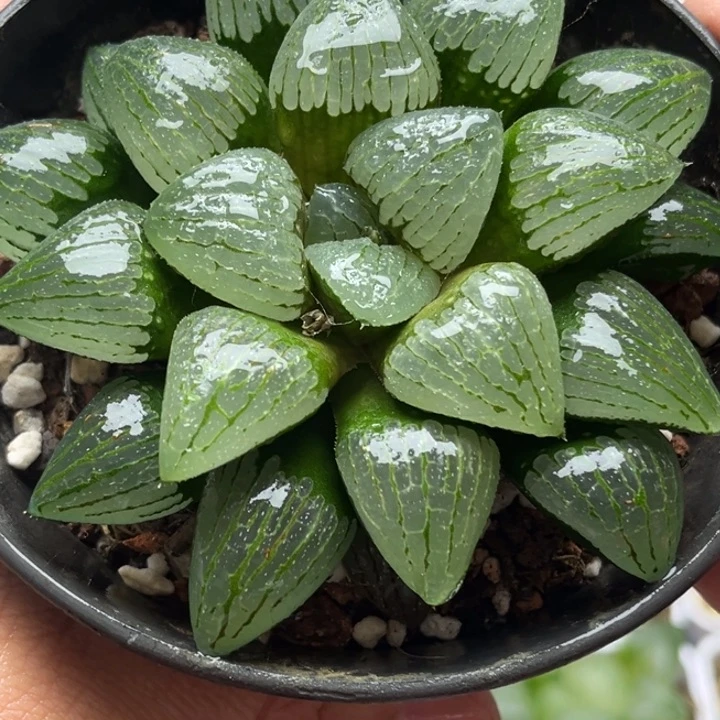 246亲指姬发发发发发发