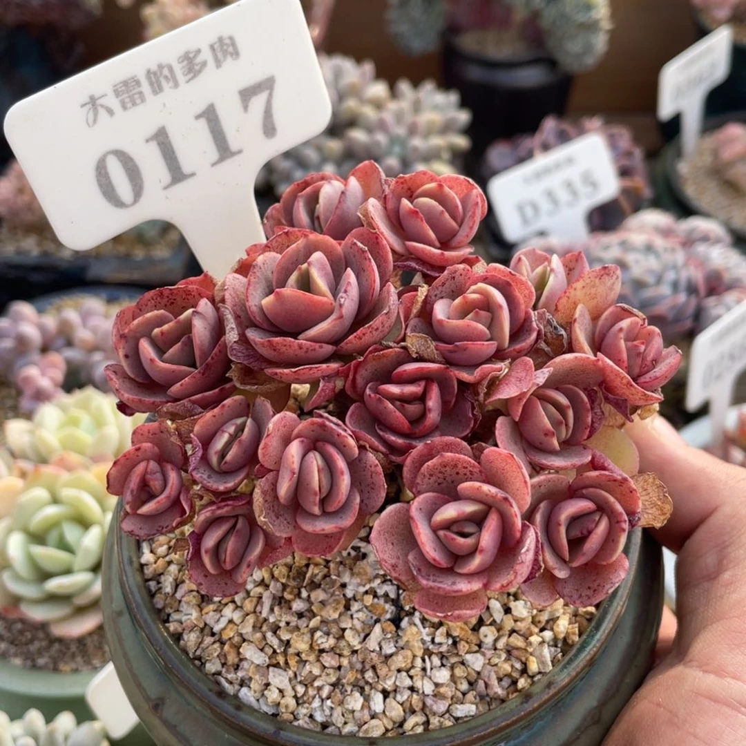 0117秀妍不带盆9厘米有砍