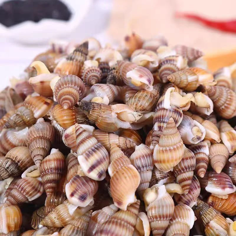 中号东港野生海螺蛳3斤（保鲜保活）一斤580粒左右