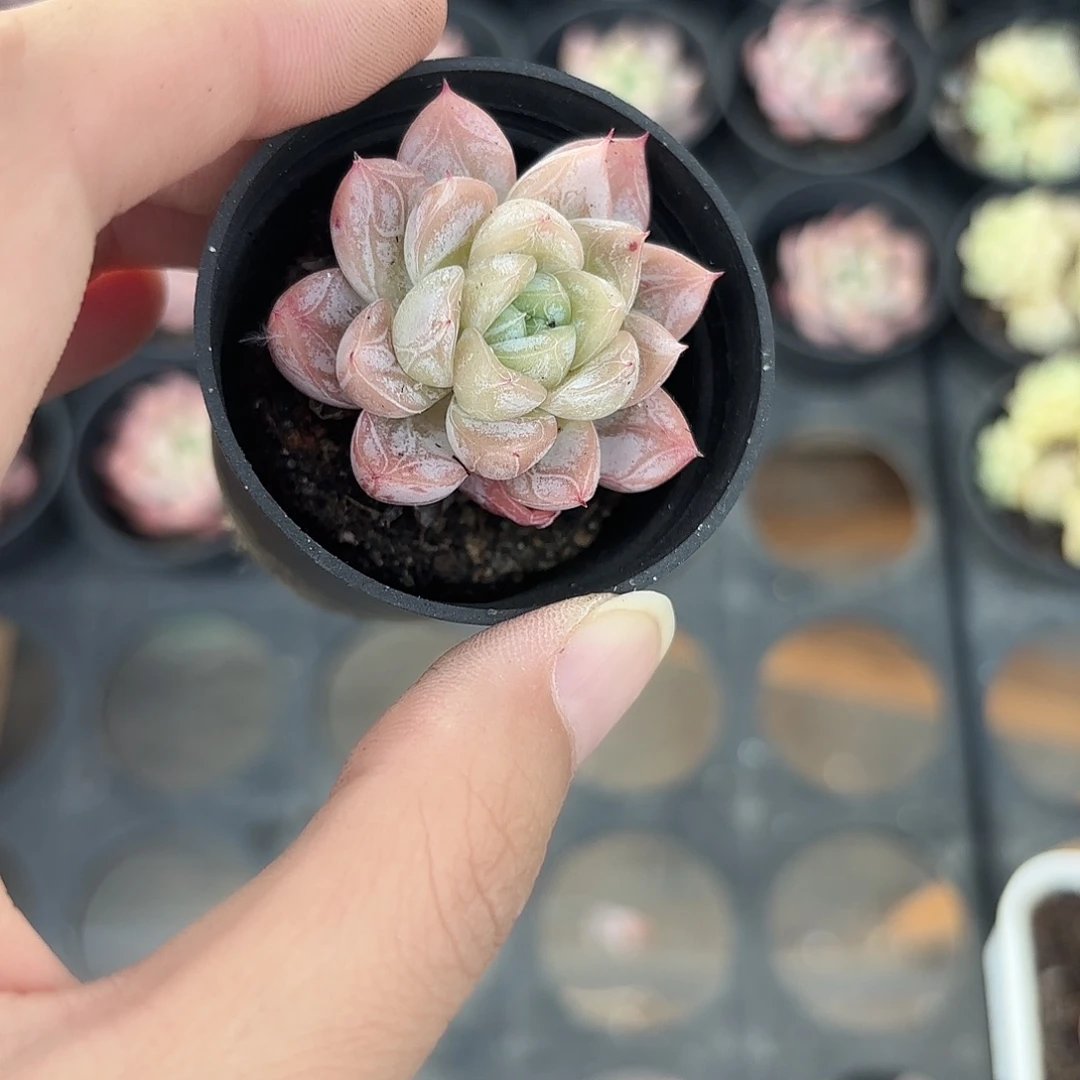 精品百搭翡翠多肉植物