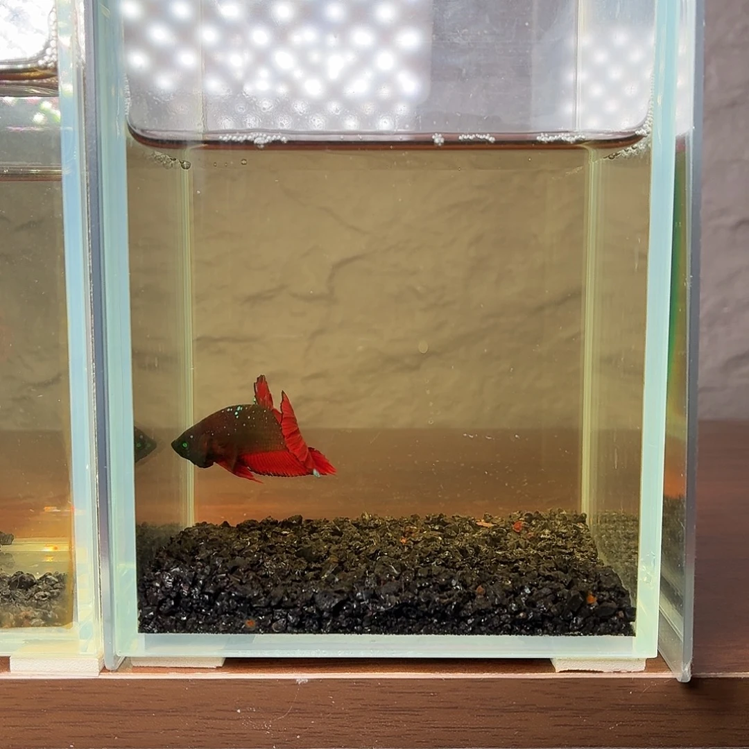 斗鱼彩金红魔将军