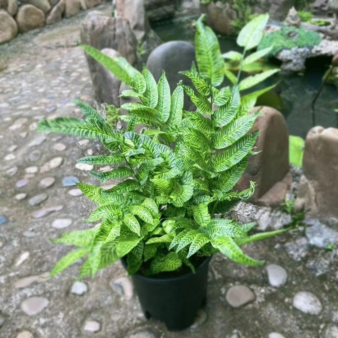 黄金斑马蕨INS风室内阳台绿植桌面蕨类海芋盆栽观叶耐阴雨林植物