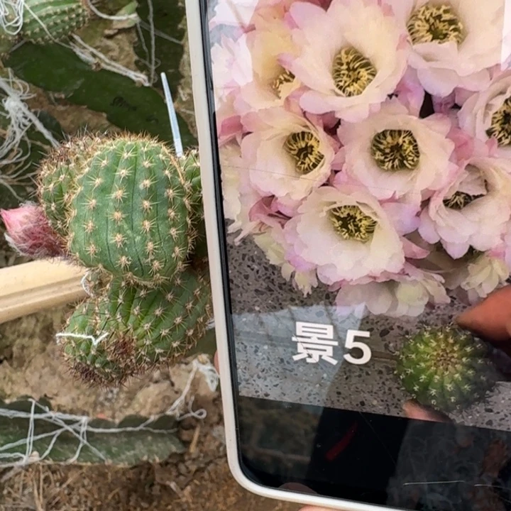 216白檀景5一个无根侧牙，20包邮