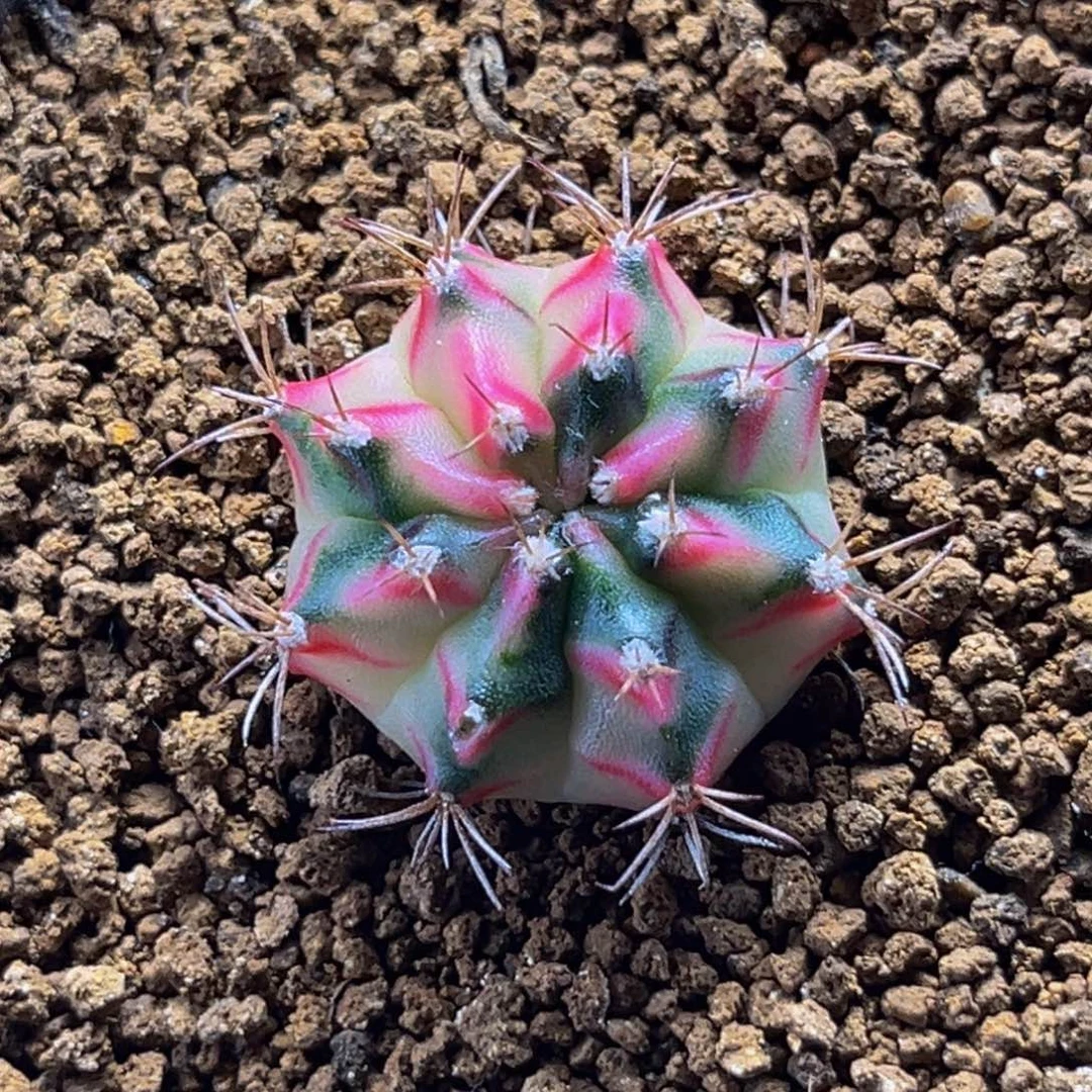 桃太郎后代 米哈仙人球