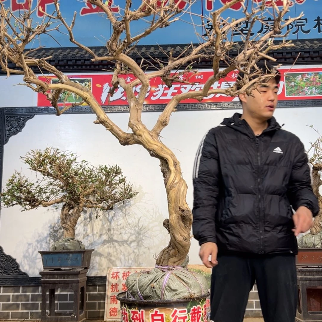 无花朵金银花开花258588855