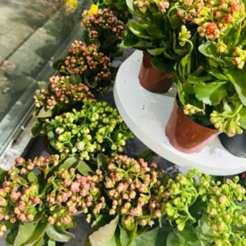 盆栽绿植长寿花混色