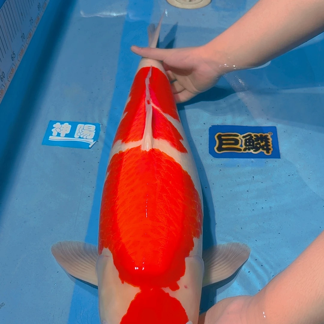 锦鲤板井京都小姐红白