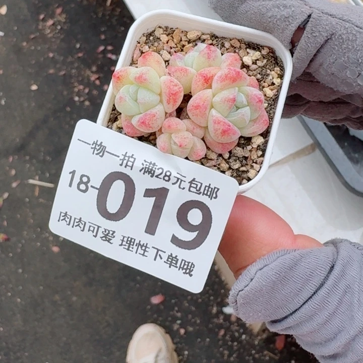 冰玉无盆土发货多肉多