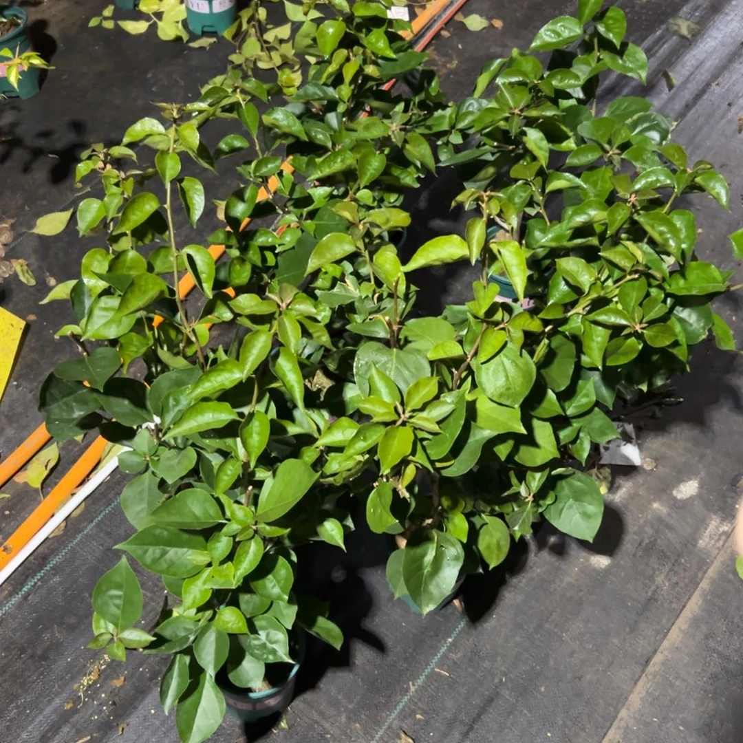 无花朵【凤凰一棵】随机发货福利款不售后