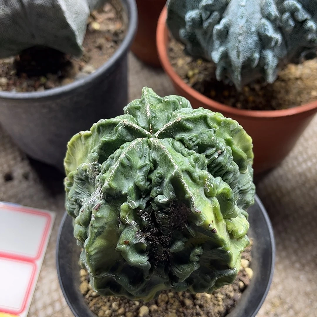 龘***龘无花朵核桃紧实生根一颗