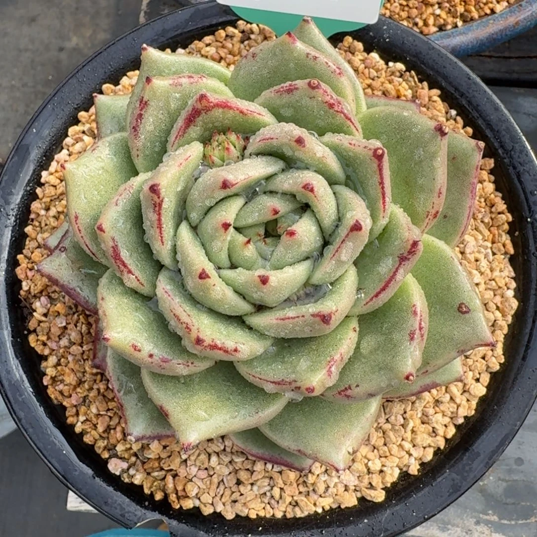 从前慢多肉精选编号1217.92