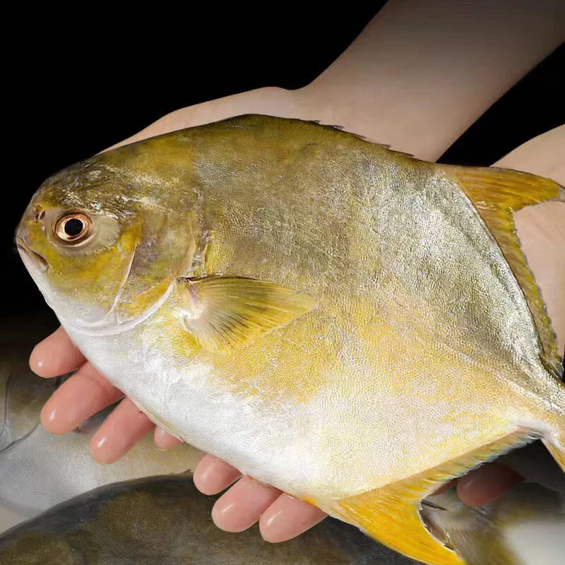 【拍二送一到手三条】正宗深海金鲳鱼 单条1.3/1.5斤左右发顺丰