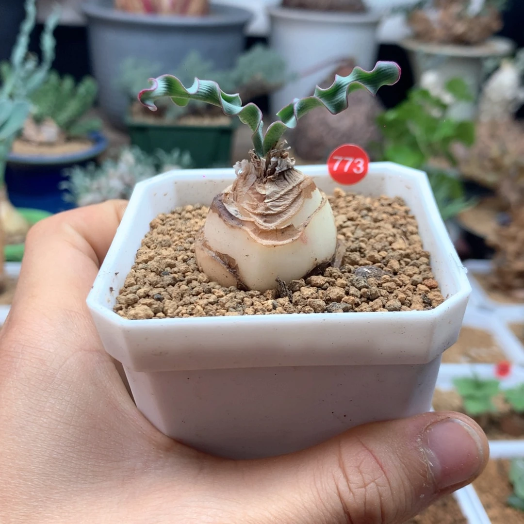 养定波叶血莲多肉带盆