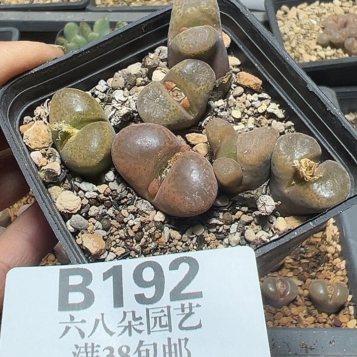 192号特价福利风铃一盆