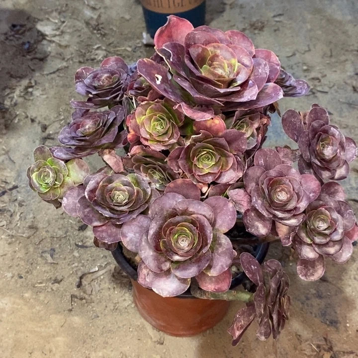 魅金玫瑰多肉植物65