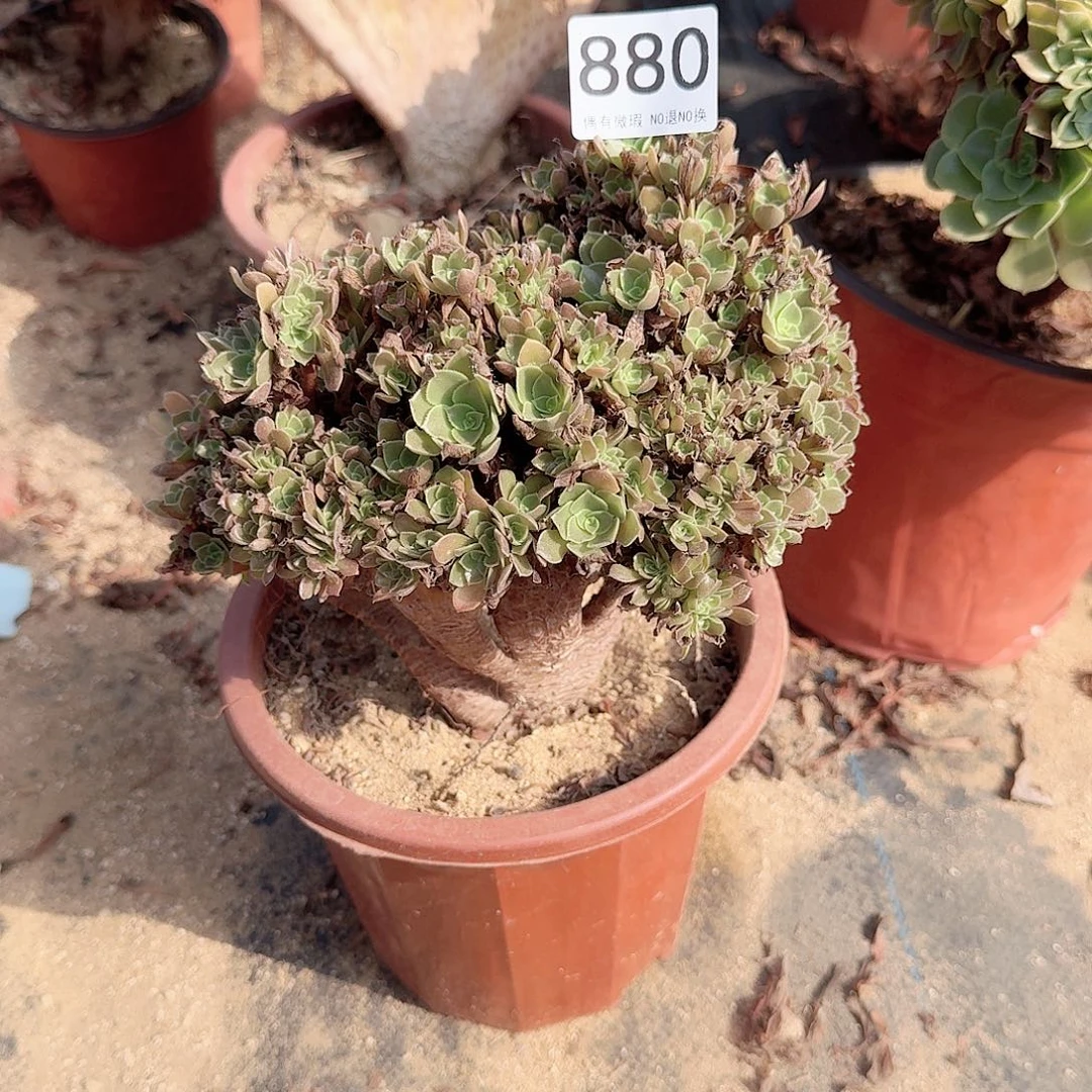 880玫瑰朵朵一颗有伤满28包邮