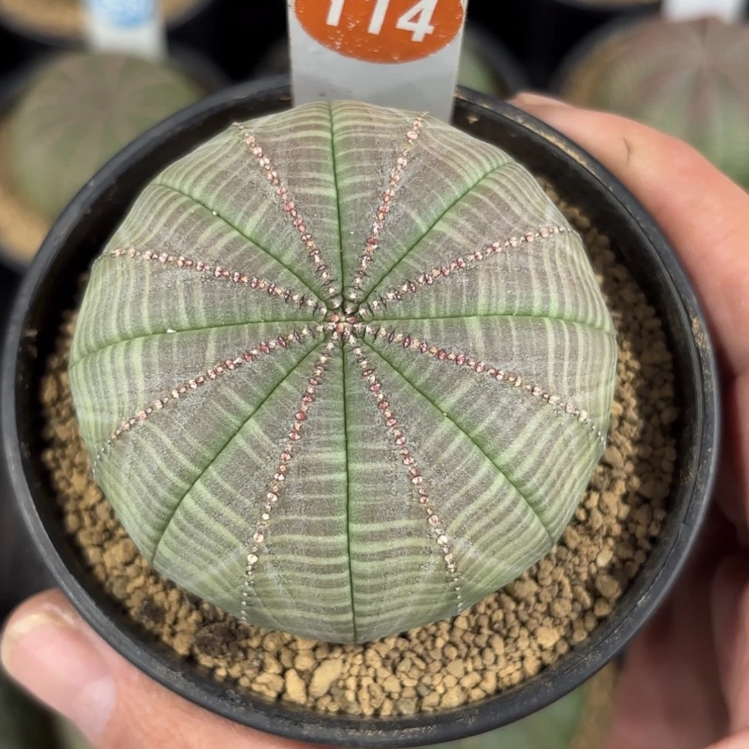 114实生欧版布纹球带盆带土发货