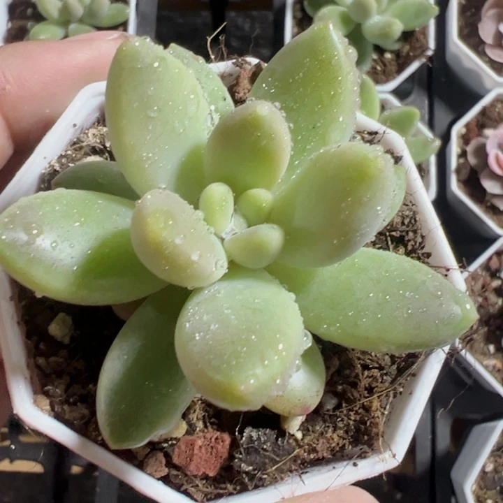 橙色奇迹精品多肉植物