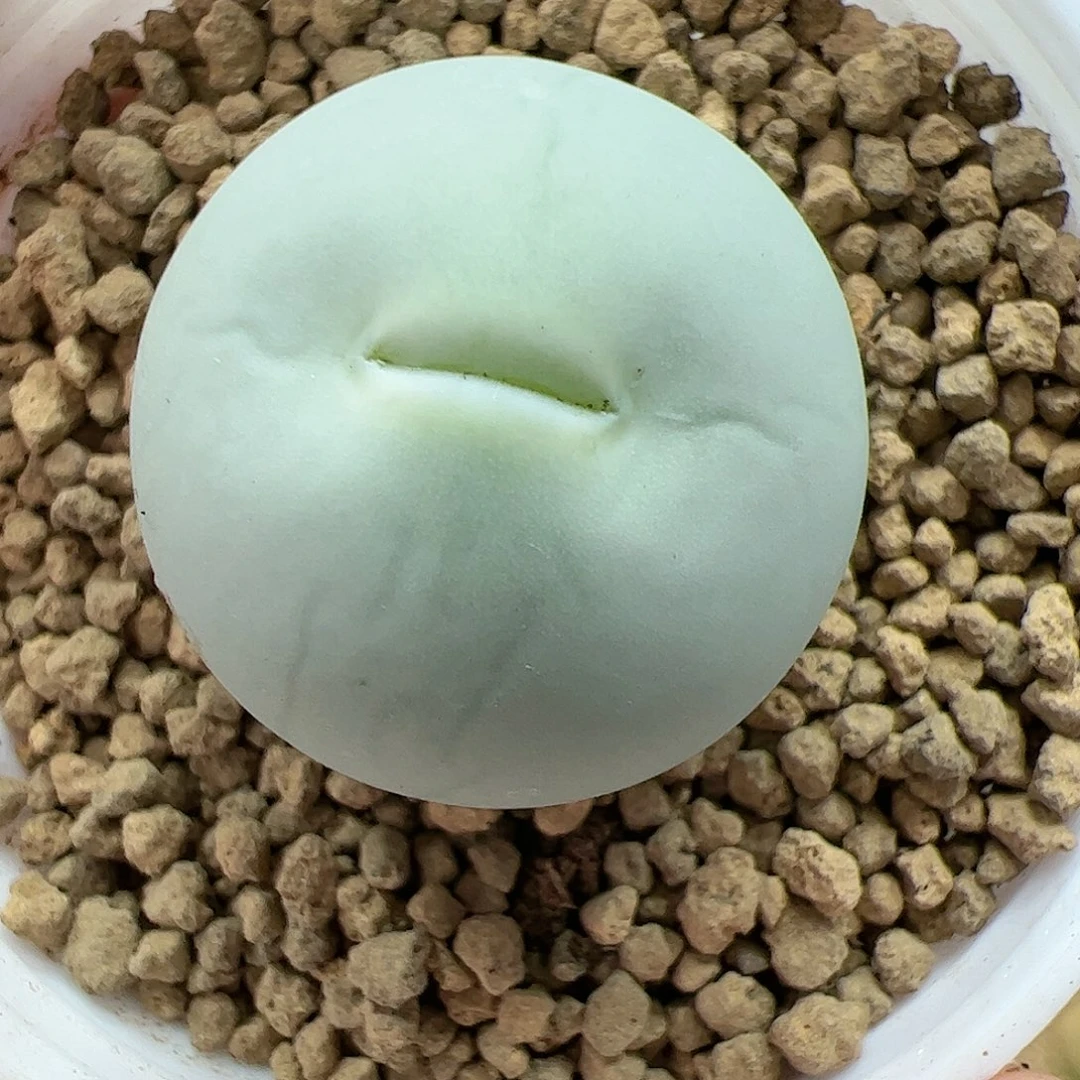 【闪购商品】39 鸽子蛋嘟嘴