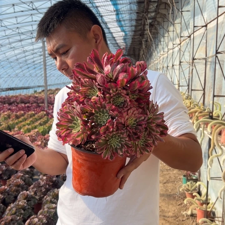 15.8红彤白一颗包邮