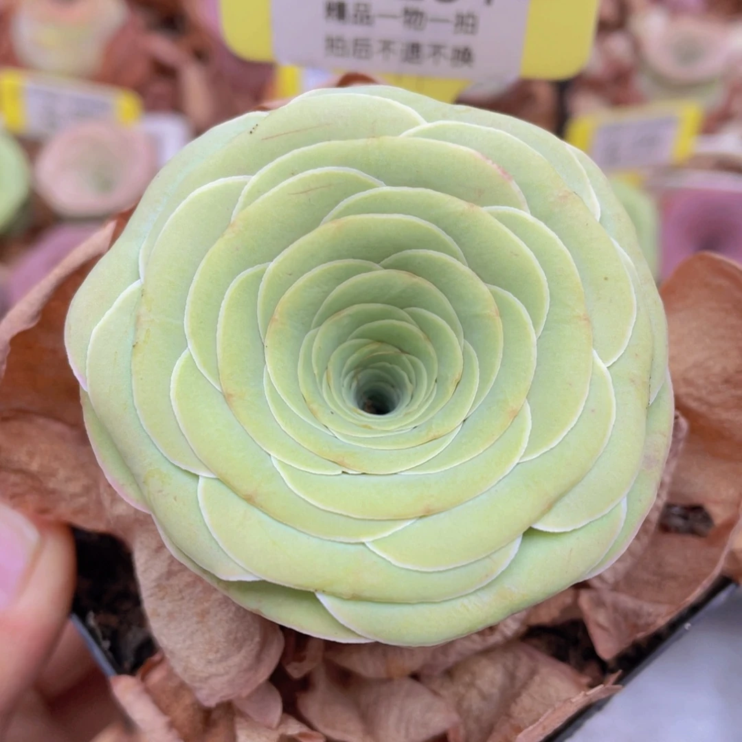 山地玫瑰Z234裸根发货不售后