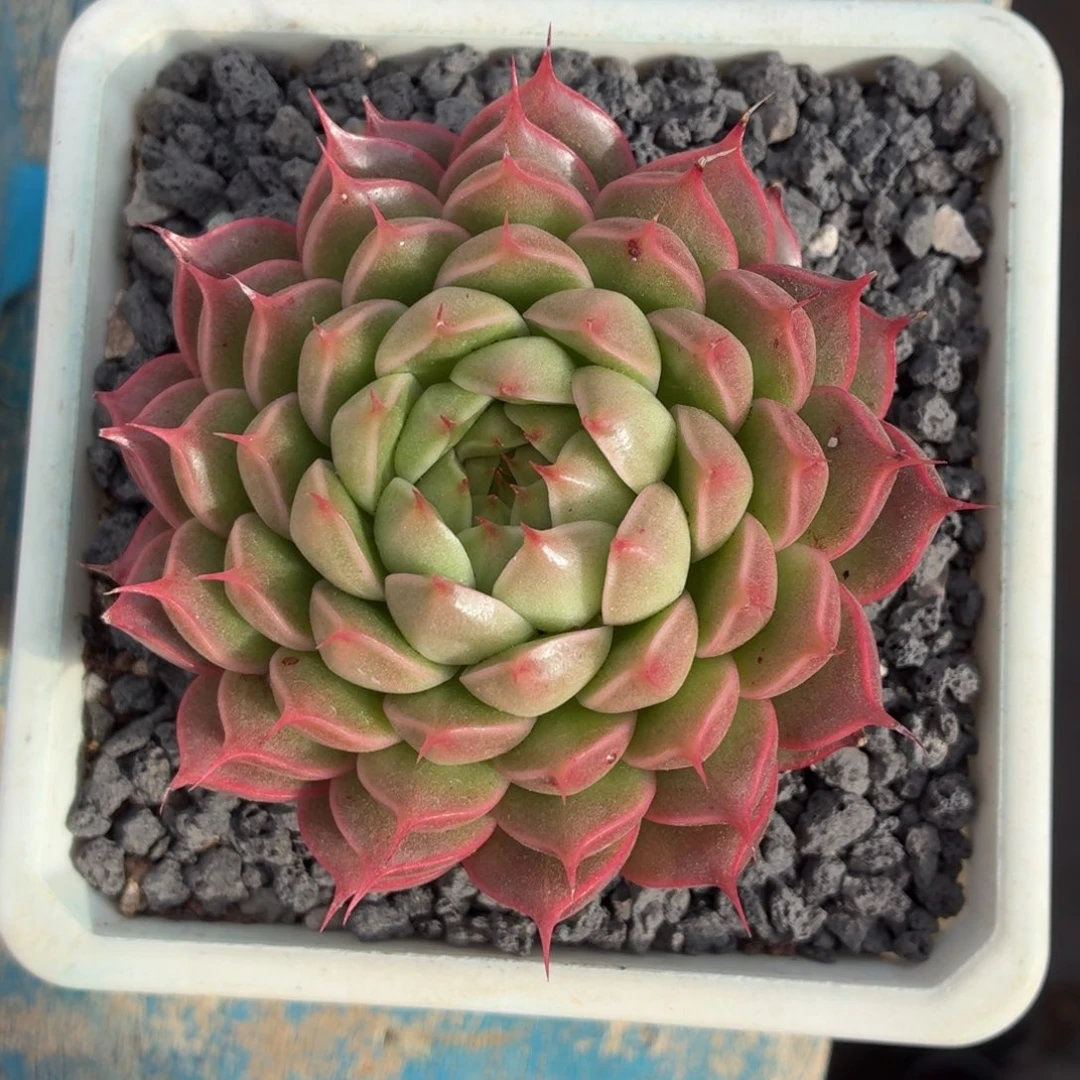 多肉植物 红体海胆-4