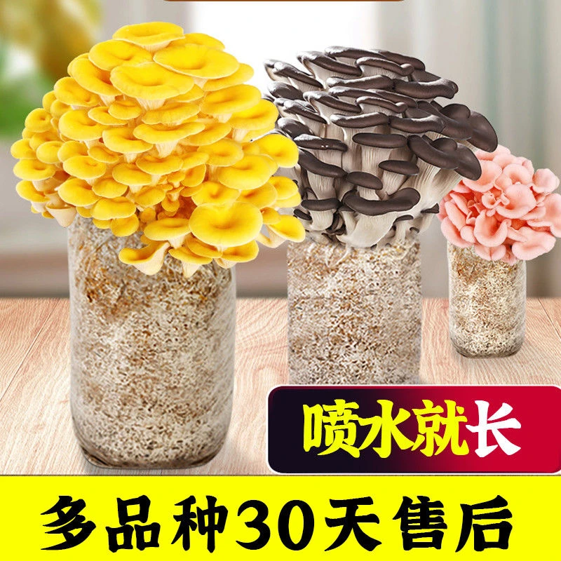 趣味益智多肉盆栽菌菇包蘑菇种植平菇种可食用菌儿童老师课堂家庭