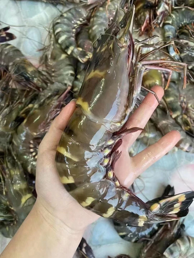 【野生大号】海捕黑虎虾 肉质鲜嫩老虎虾连云港发货
