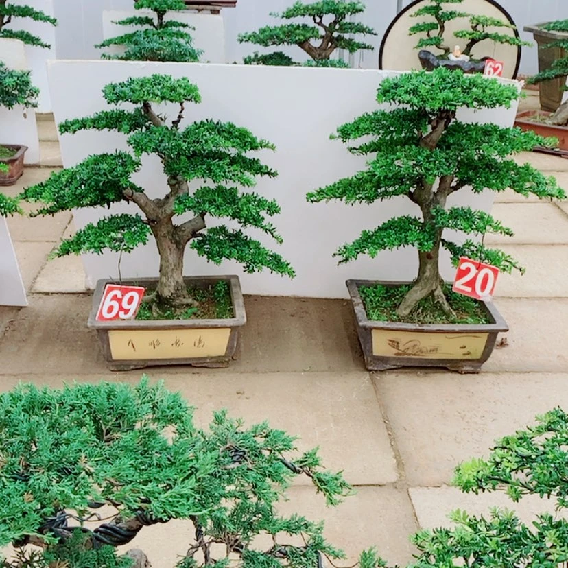 【闪购商品】罗汉松