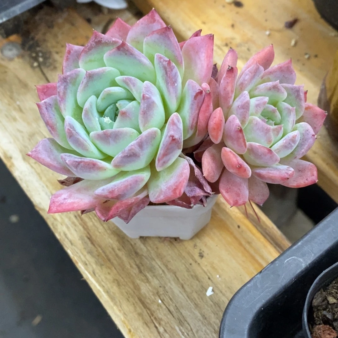 精品多肉一物一拍不包整291