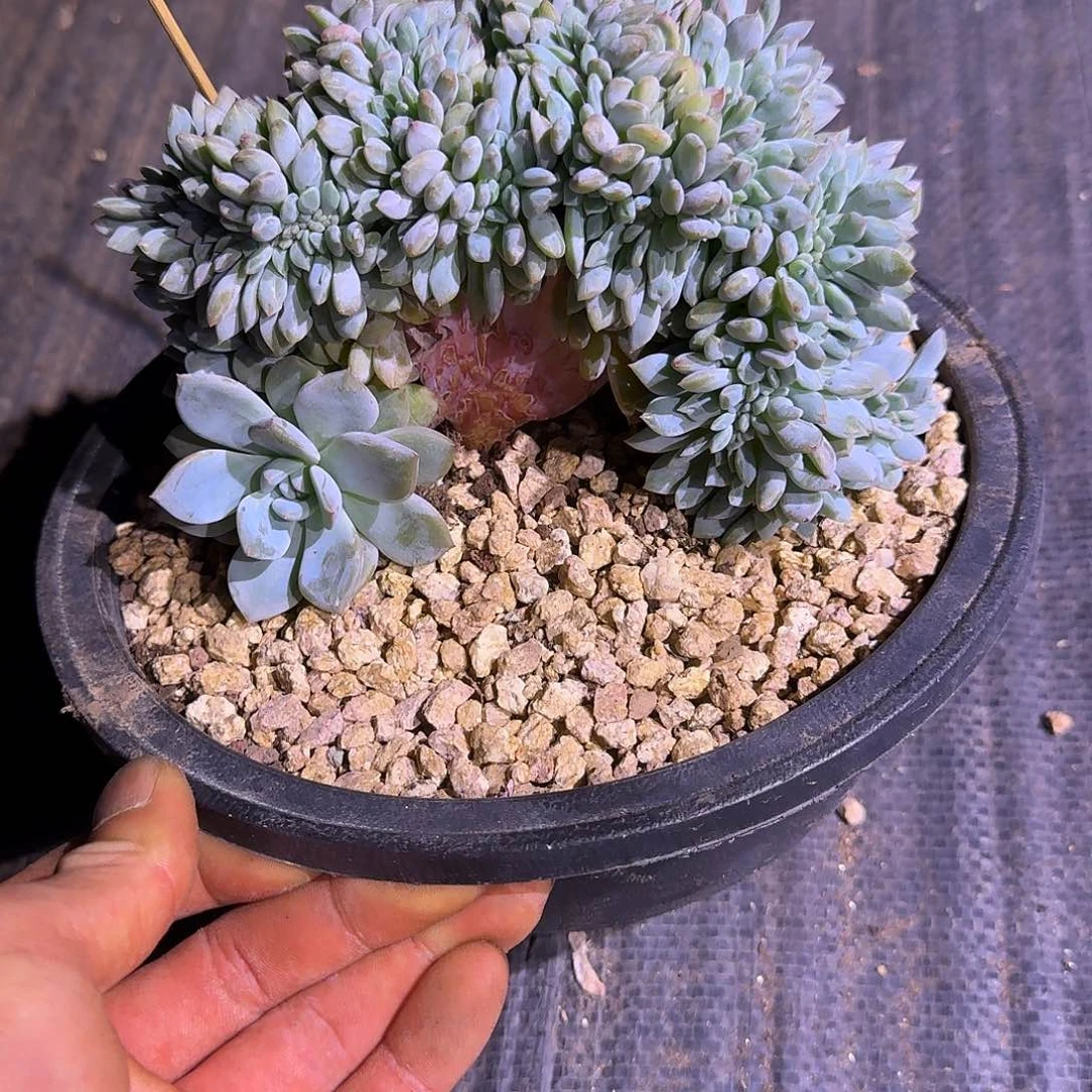 星影树缀无砍多肉