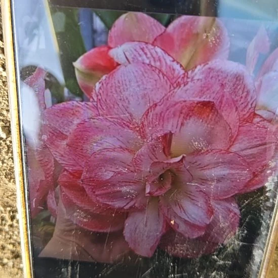 完全开放丽朵香妃2.5+带侧