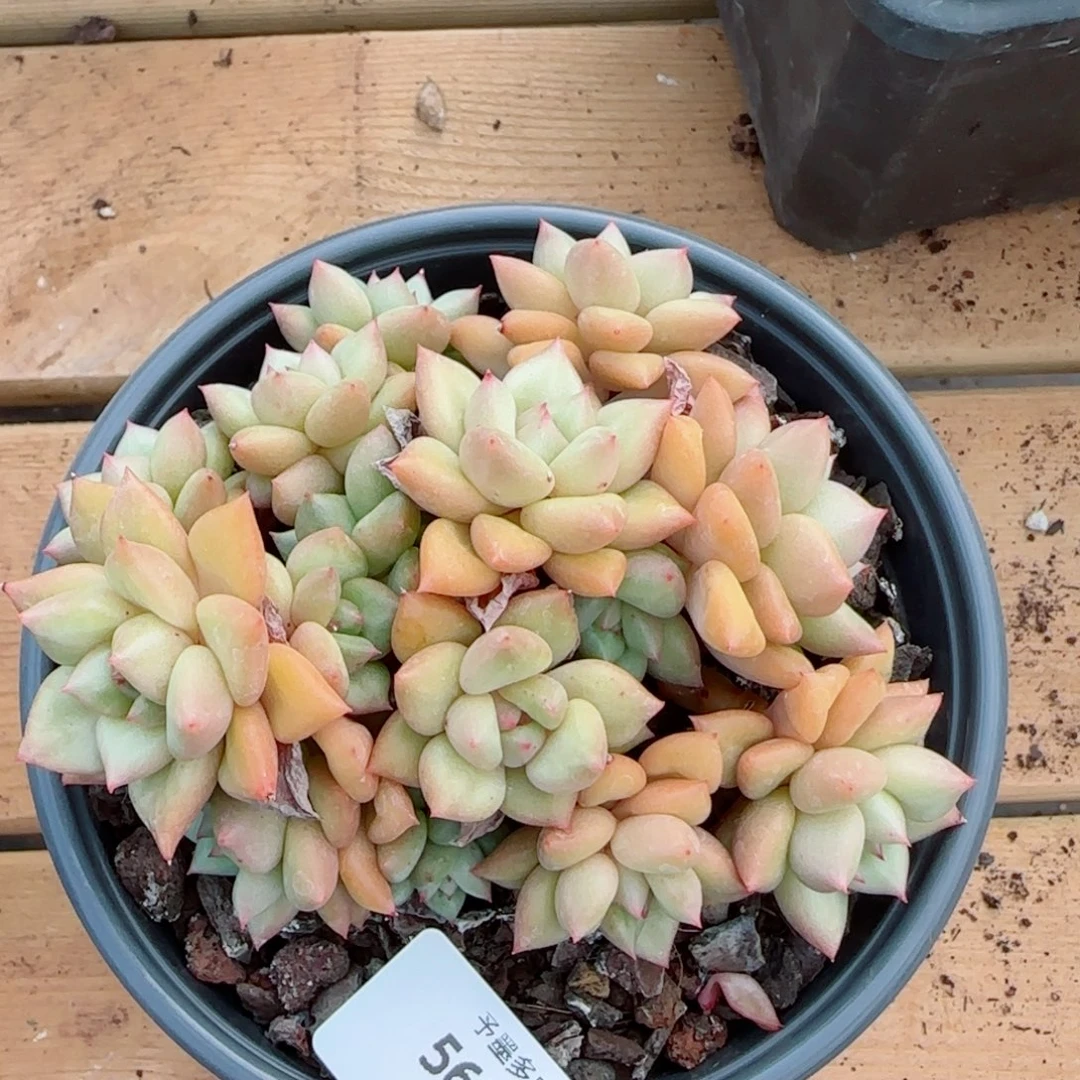 黄金象牙，5629多肉植物